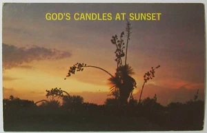Yucca Gottes Kerzen bei Sonnenuntergang Vintage Postkarte unbespielt  - Bild 1 von 2