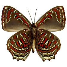 Hypochrysops polycletus red green butterfly verso Indonesia WINGS CLOSED