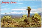 Postcard - Teddy Bear Cholla Cactus also (Jumping Cactus) - Arizona