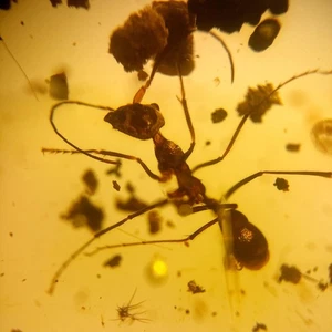 Detailed ant in Burmese / Burmite amber fossil / 100% genuine amber - Picture 1 of 5