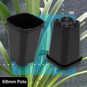 Square Pots/Tubes 68mm x 25, 50, 100, 200pcs Seedlings/Propagation FREE POSTAGE - Picture 1 of 1