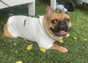Luxury Designer Dog Hoodie Jacket Dog Clothes Small Medium Frenchie Dogs - Picture 1 of 6