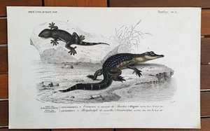 Gravure ancienne 1840 Buffon: CAIMAN A MUSEAU, PLATYDACTYLE. Ordre SAURIENS - Imagen 1 de 1