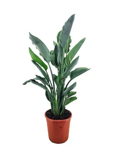 Strelitzia reginae 80-100 cm 5-6 years old plant bird of paradise flower - Picture 1 of 3