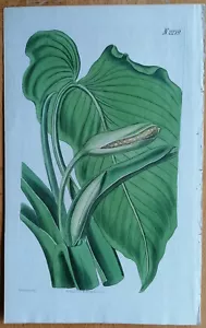 Aromatic Calla - Curtis Original Botanical Print - 1830 - Picture 1 of 1