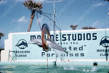 sl48  Original Slide  1950's Red Kodachrome Marineland Dolphin / hoop 386a