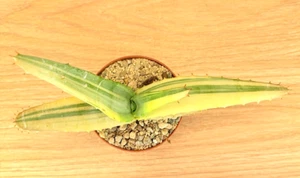 Aloe ferox f. variegata , pot 8 cm (Cod. N107) - Picture 1 of 6