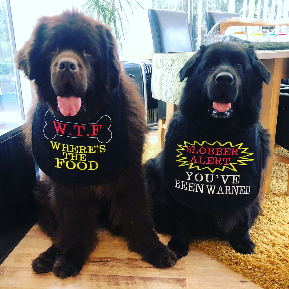 KISS MY COLLAR BIG DOG NEWFOUNDLAND,ST BERNARD ALL SLOBBERY BREEDS SLOBBER BIB 2 SLOGANS