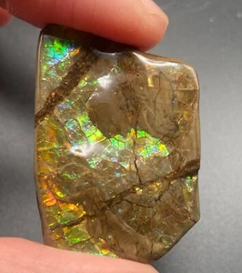 Amolita fósil de 4 cm con marca de mordedura de mosasaurio - amonita, Alberta, Canadá. - Imagen 1 de 7