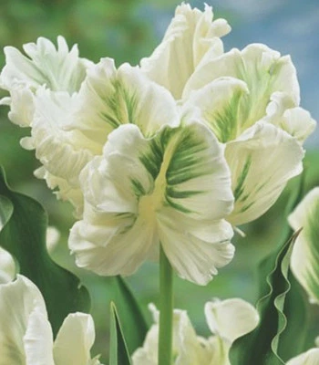 10 oder  20 Papagei Tulpen  Super Parrot  Blumenzwiebeln Lieferbar 9.9. - Bild 1 von 3