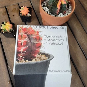 Gymnocalycium Mihanovichii Variegated Cactus Seed Garden Kit 100 Seeds Included - Picture 1 of 4