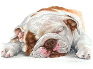 artav Bulldog 03 Dog Art Print From Watercolor Paintig