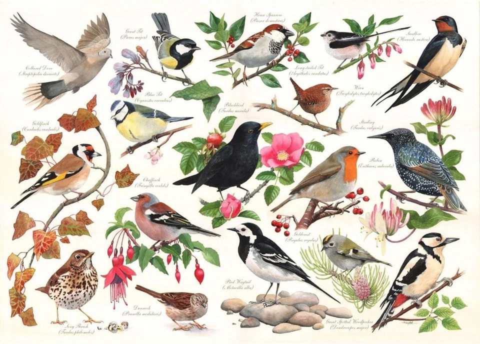House of Puzzles Birds In My Garden Jigsaw Puzzle (1000 Pieces) - Image 1 of 1