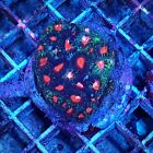 Favia 'Red Eye' / Pineapple Coral LPS