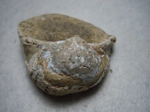 Fossile Feuersteinschale Kansas River gefunden Steingesteinsprobe 44,2 Gramm - Bild 1 von 12