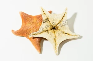 Estrella de mar de murciélago concha de mar playa boda artesanía real 4" - 5" (2 piezas) #JC-054 - Imagen 1 de 5