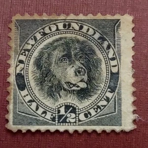 Newfoundland 1894 Sc#58 Black Dog,1/2cent Used(2404-10)) - Picture 1 of 2