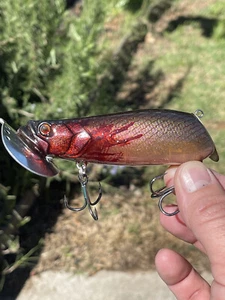 Custom Painted Bull Tank Style 1 3/8 Oz 4.1 Inches Topwater Bleeding Juicy Carp - Picture 1 of 6