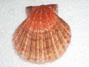 SCAEOCHLAMYS FARRERI MONSTER - Picture 1 of 2