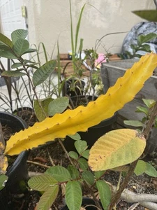 RARE Worth Lime Variegated Dragon Fruit Cutting   - Picture 1 of 1