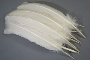 12 grade #1 turkey secondary wing feathers "white"