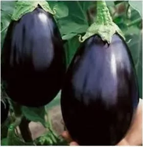 EGGPLANTS BLACK BEAUTY SEEDLINGS VEGETABLES Seeds Tomatoes - Picture 1 of 1