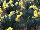 20 Yellow Daffodils Perennial Live Plant Bare Root