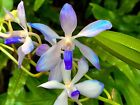 Vanda Neofinetia Hybride ´New Star´ Orchidee Orchideen