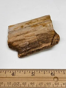 Arizona Petrified Wood Lapidary AZ Fossil Collection Display Jewelry Lot DD - Picture 1 of 4