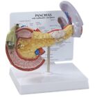 Pancreas Gallbladder Spleen GPI Anat Model LFA #3330 Make Us an Offer! SEE VIDEO