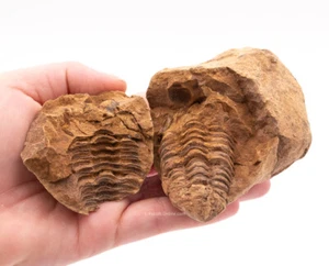 Unique Fossil Trilobite in Geode Morocco  2381 - Picture 1 of 4