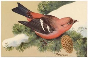 White-Winged Crossbill - National Wildlife Federation Postcard 1957 - Picture 1 of 2