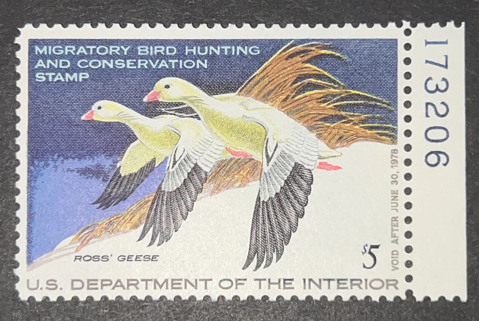 Travelstamps: 1977 US DUCK STAMPS  SCOTT #RW44 $5 ROSS's GEESE MINT OG NH - Image 1 of 4