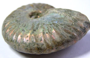 IRISIERENDER AMMONIT FOSSIL - 4,6 x 3,4 cm 30,73 g #21 - Bild 1 von 4