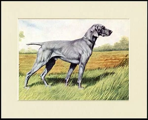 WEIMARANER SCHÖNER HUNDEDRUCK MONTIERT RAHMENFERTIG - Bild 1 von 1