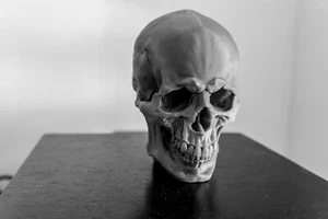 Large Skull Model - Picture 1 of 5