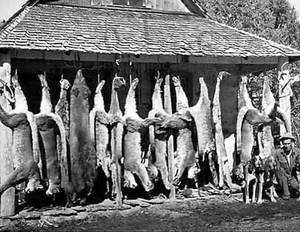 Antique Repro 8X10 Photo Hunter Cougar Puma Bear Hounds 12 Mountain Lions - Picture 1 of 1