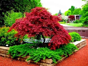 5 DWARF Japanese Red Linear Leaf Maple Tree Seeds Acer Scolopendrifolium Bonsai - Picture 1 of 11