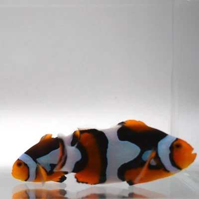 Par de peces payaso Onyx Picasso WYSIWYG J16 Foto 1 de 2