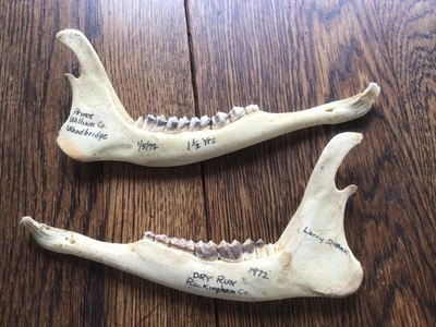 Lote de 2 Mandíbulas de Ciervo Dientes Decoración Artesanía Educación en el Hogar G Foto 1 de 2