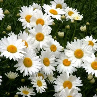 SHASTA DAISY Chrysanthemum Perennial Heirloom Flower Meadow Non-GMO 500 Seeds! - Image 1 of 4