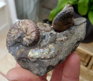 Amonites heteromorfos (Hoploscaphites sp.) - Dakota del Sur, EE. UU. - Cretácico - Imagen 1 de 7