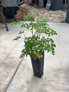 20"+ Grown Moringa 'Oleifera' Potted Plant Mature long Edible Leaves Plant Tree - Picture 1 of 4