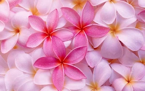 Beautiful Pink Frangipani flowers CANVAS ART PRINT poster 8"X10" - Picture 1 of 1