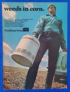 1967 ERADICANE FROM STAUFFER - UNKRAUTVERNICHTER FÜR MAISFELDER ORIGINAL DRUCKANZEIGE - Bild 1 von 1