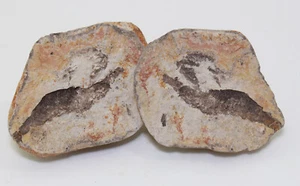 Krebs, Litopenaeus vannamei, Trias, Olenekian, Ambilobé, Madagaskar -eb8786 - Picture 1 of 7