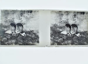 PHOTO PLAQUE VERRE STEREO NEGATIF NU FEMININ EROTIQUE 10,5 x 4,5 CM EROTICA - Imagen 1 de 3