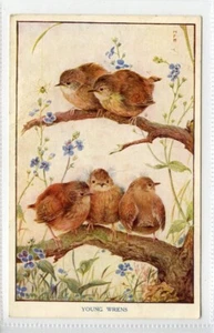 (KLj2494) Baby Birds, Young Wrens, c1930 - Picture 1 of 2