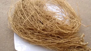 Cuscus Grass Vetiver KhusKhus Vetiveria Zizanioides Nash Sugandhi Valo - Picture 1 of 1