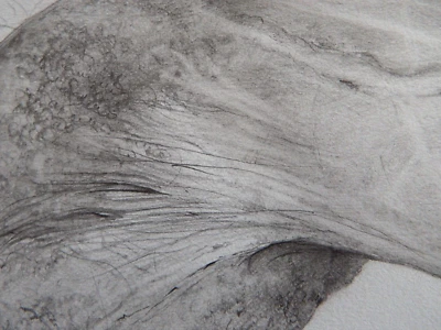 Hand Drawn Anatomical Tonal Pencil Drawing Penis Male Genitals NSFW Art - Image 1 of 4